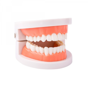 Molde gemas dentales para prácticas